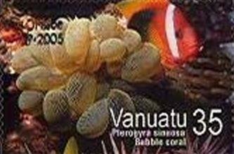 Bubble Coral (Plerogyra sinuosa)