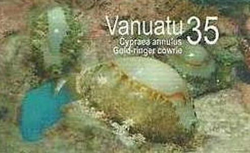 Ringed Cowrie (Cypraea annulus)