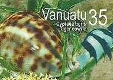 Giant Tiger Cowrie (Cypraea tigris)