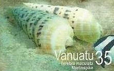 Crenulate Auger (Terebra maculata)