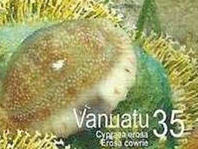 Eroded Cowry (Cypraea erosa)