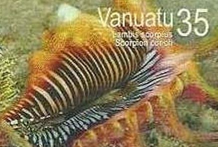 Scorpion Spider Conch (Lambis scorpius)