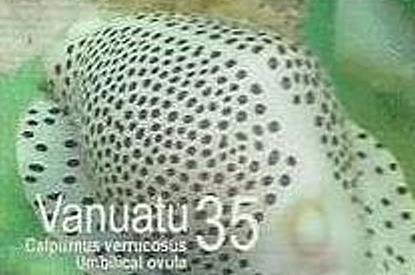 Little Egg Cowry (Calpurnus verrucosus)