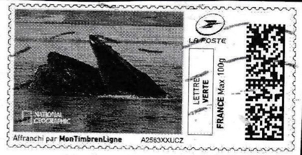 Hump-backed Whale in black