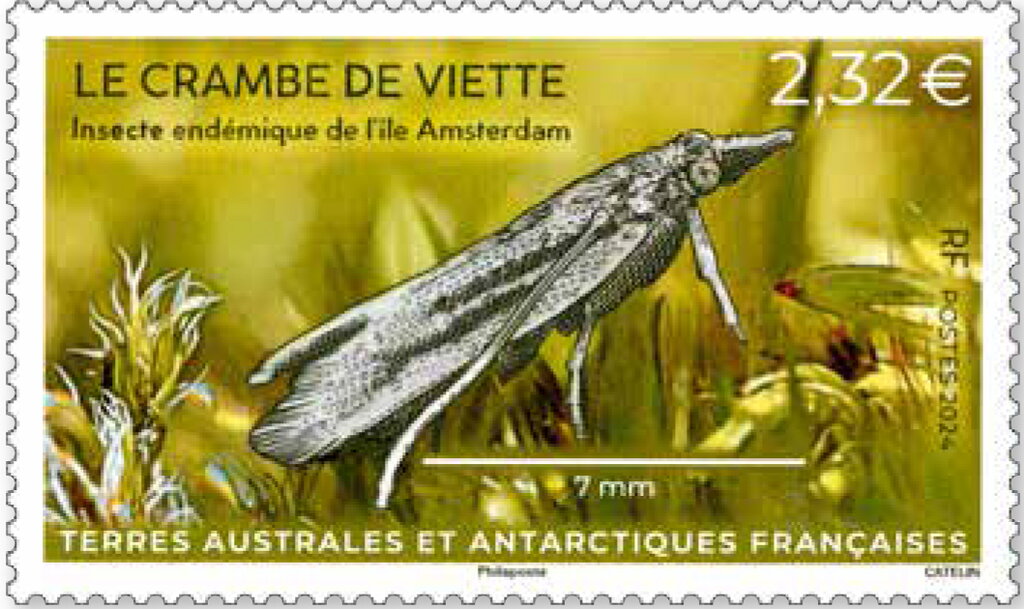 Crambe de Viette (Crambus viettellus)