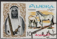 Arabian Horse (Equus ferus caballus)