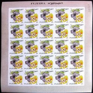 Full Pane, Lepidochrysops arabicus, Fujairah (Fujeira),  , Butterflies and Moths, Insects
