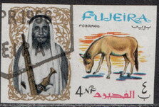 Onager (Equus hemionus onager)