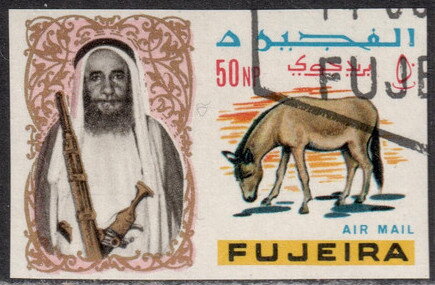 Onager (Equus hemionus onager)