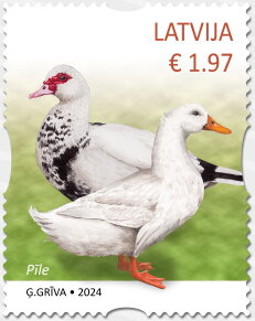 Ducks