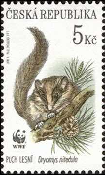 Forest Dormouse (Dryomys nitedula)