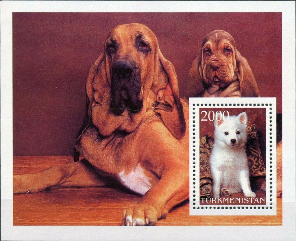 Dogs