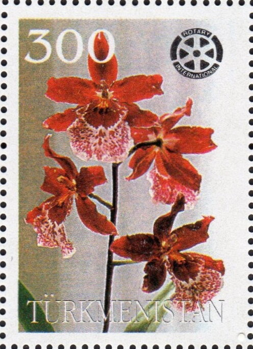 Orchids with Rotary International Logo