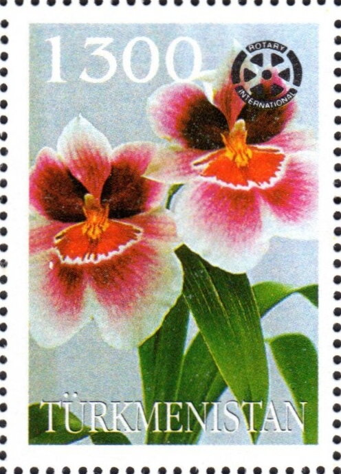 Orchids with Rotary International Logo