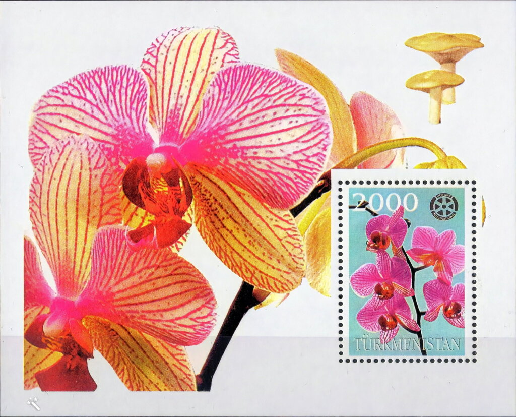 Orchids with Rotary International Logo