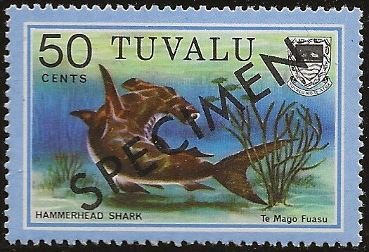 Hammerhead Shark (Sphyrna sp.) - Te Mago Fuasu