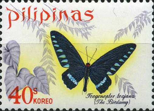 Palawan Birdwing (Trogonoptera trojana)