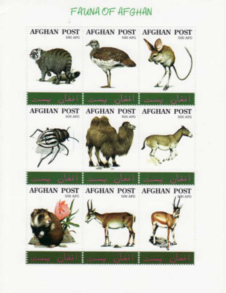 Animals