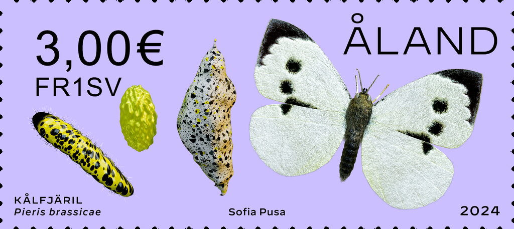Large white (Pieris brassicae)