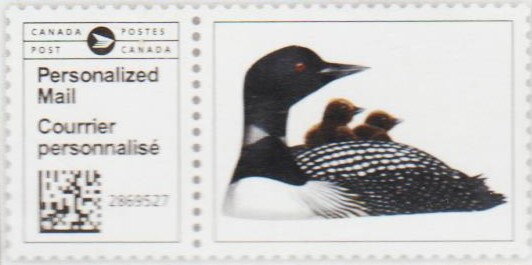 Common Loon (Gavia immer)