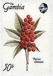 Ricinus Communis