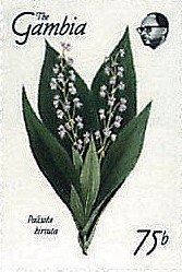 Palisota Hirsuta