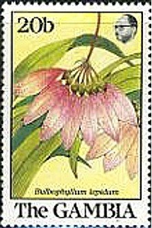 Bulbophyllum Lepidum