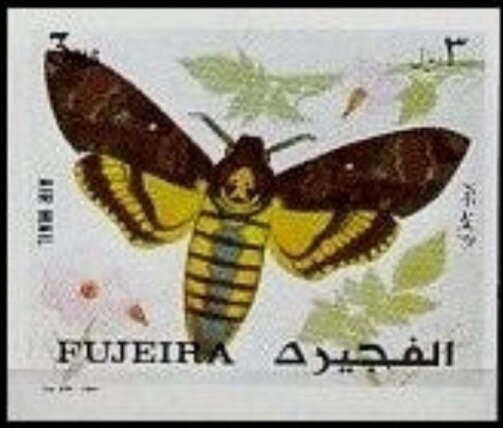 African Death's-Head Hawkmoth (Acherontia atropos)