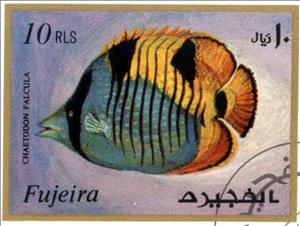 Stamp, Blackwedged Butterflyfish (Chaetodon falcula), Fujairah (Fujeira),  , Animals (Fauna), Fishes, Sea Life