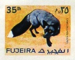 Blue Fox (Canis vulpes)