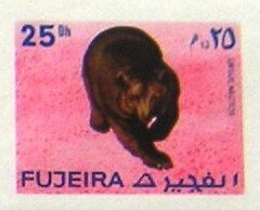 Brown Bear (Ursus arctos)
