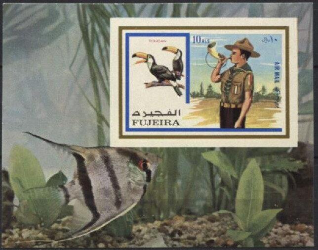 Common Toucan (Ramphastos toco) and Boy Scout Bugling