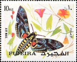 Convulvus Hawk-moth (Herse convolvuli)
