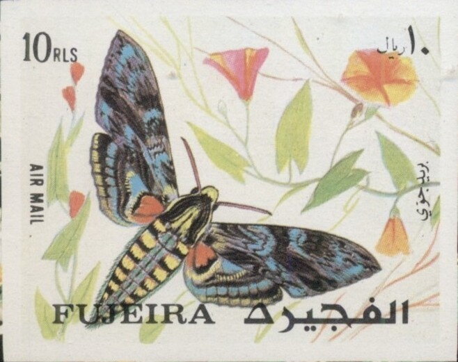 Convulvus Hawk-moth (Herse convolvuli)