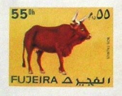 Domestic Cattle (Bos taurus)