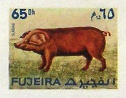 Domesticated Pig (Sus scrofa domesticus)