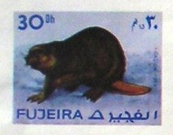 Eurasian Beaver (Castor fiber)