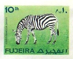 Stamp, Grant's Zebra (Equus quagga granti), Fujairah (Fujeira),  , Animals (Fauna), Mammals, Zebras