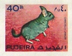 Long-Tailed Chinchilla (Chinchilla lanigera)