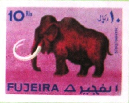 Mammoth (Mammuthus sp.)
