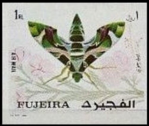 Moth