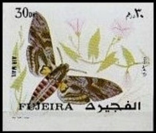 Moth