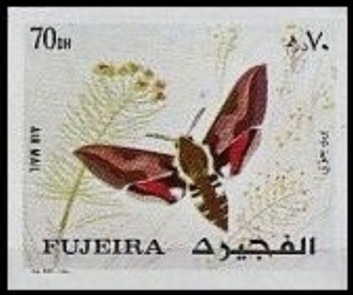 Moth