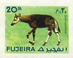 Okapi (Okapia johnstoni)
