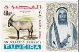 White or Arabian Oryx (Oryx leucoryx)