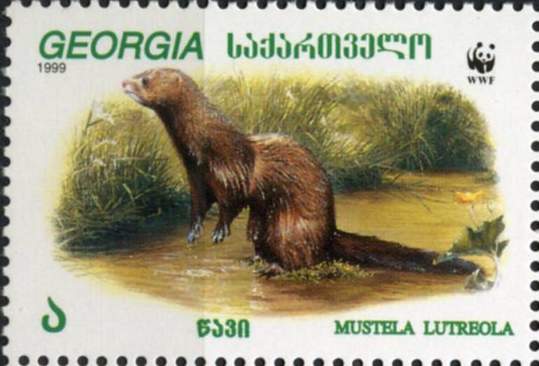 European Mink (Mustela lutreola)