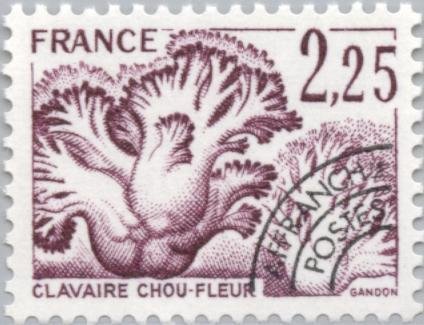 Mushrooms- Clavaire cauliflower (Sparassis crispa)