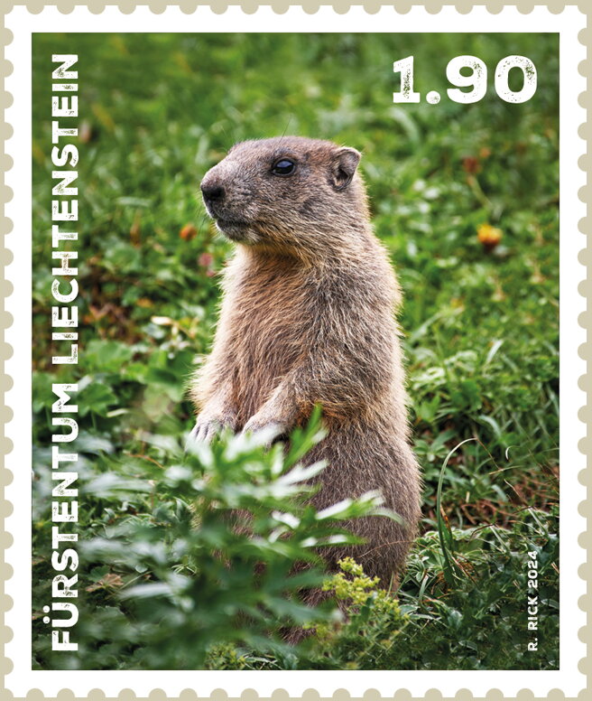Marmots (Marmota)