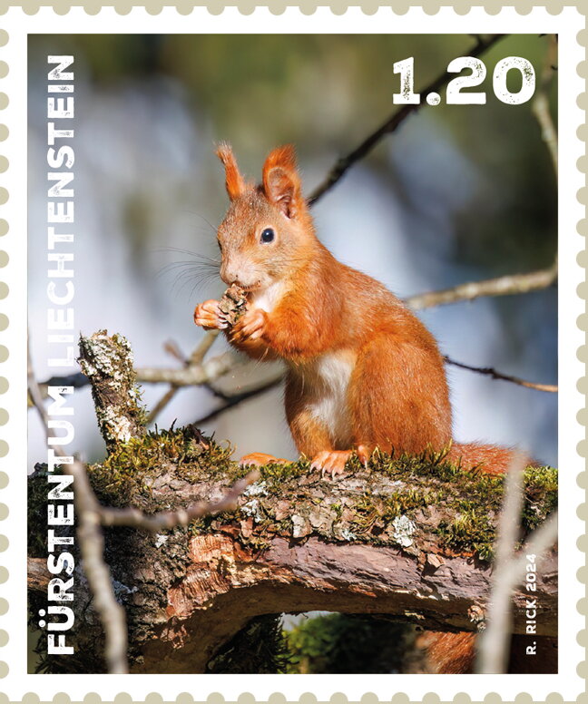 Squirrel (Sciuridae)