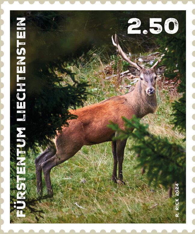 Stag Deer (Cervidae)
